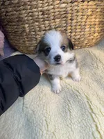 Nick (AKC), a male Pembroke Welsh Corgi for sale in Pomona, CA – Photo 2 of 10