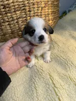 Nick (AKC), a male Pembroke Welsh Corgi for sale in Pomona, CA – Photo 4 of 10