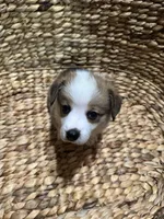 Nick (AKC), a male Pembroke Welsh Corgi for sale in Pomona, CA – Photo 3 of 10