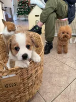Nick (AKC), a male Pembroke Welsh Corgi for sale in Pomona, CA – Photo 1 of 10