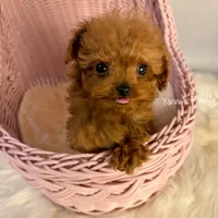 Little(AKC teacup), a male Poodle - Toy  for sale in Pomona, CA – Photo 2 of 4
