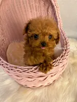 Little(AKC teacup), a male Poodle - Toy  for sale in Pomona, CA – Photo 2 of 4