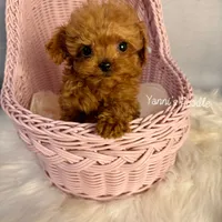 Little(AKC teacup), a male Poodle - Toy  for sale in Pomona, CA – Photo 4 of 4