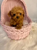Little(AKC teacup), a male Poodle - Toy  for sale in Pomona, CA – Photo 4 of 4