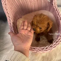 Little(AKC teacup), a male Poodle - Toy  for sale in Pomona, CA – Photo 3 of 4