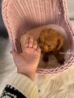 Little(AKC teacup), a male Poodle - Toy  for sale in Pomona, CA – Photo 3 of 4