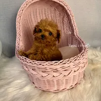 Little(AKC teacup), a male Poodle - Toy  for sale in Pomona, CA – Photo 1 of 4