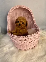 Little(AKC teacup), a male Poodle - Toy  for sale in Pomona, CA – Photo 1 of 4
