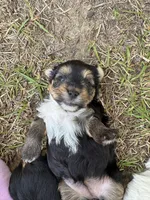 Cindy, a female Yorkshire Terrier for sale in Brookhaven, MS – Photo 2 of 3