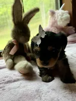 Carmen, a female Yorkshire Terrier for sale in Brookhaven, MS – Photo 2 of 3