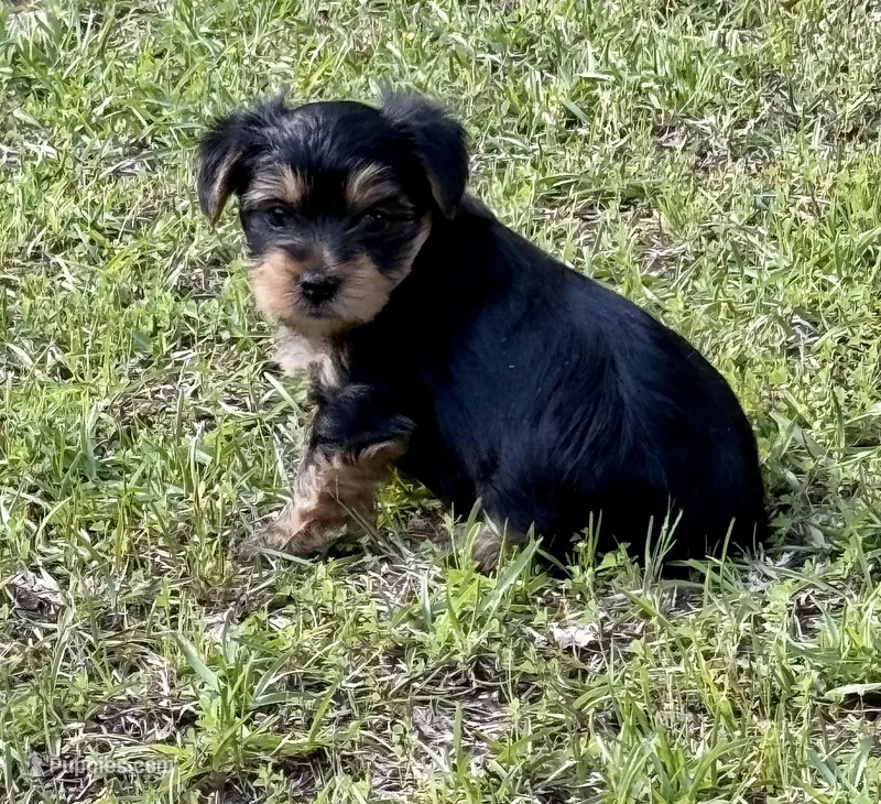 Carmen – Yorkshire Terrier puppy for sale in Brookhaven, MS
