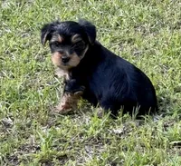 Carmen, a female Yorkshire Terrier for sale in Brookhaven, MS – Photo 1 of 3