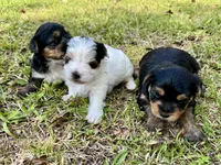 Carmen, a female Yorkshire Terrier for sale in Brookhaven, MS – Photo 3 of 3