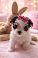 Chanel , a female Yorkshire Terrier for sale in Brookhaven, MS – Photo 1 of 3