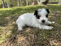 Chanel , a female Yorkshire Terrier for sale in Brookhaven, MS – Photo 2 of 3