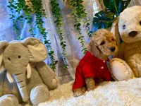 Rowwan, a male Miniature Goldendoodle for sale in Decatur, TX – 4 of 7