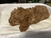 Apricot , a male Miniature Goldendoodle for sale in Decatur, TX – 6 of 10