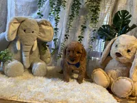 Lio , a male Miniature Goldendoodle for sale in Decatur, TX – 5 of 5