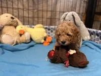 Leo f1bb, a male Miniature Goldendoodle for sale in Decatur, TX – 2 of 10