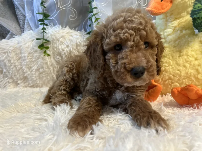 Hammer  – Goldendoodle, Miniature Goldendoodle puppy for sale in Decatur, TX