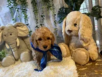 Rowwan, a male Miniature Goldendoodle for sale in Decatur, TX – 6 of 7
