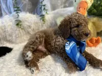 Hammer , a male Goldendoodle and Miniature Goldendoodle for sale in Decatur, TX – 7 of 7