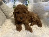 Red, a male Goldendoodle and Miniature Goldendoodle for sale in Decatur, TX – 4 of 9