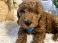 Jack, a male Goldendoodle and Miniature Goldendoodle for sale in Decatur, TX – 2 of 10