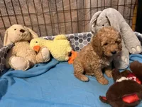 Leo f1bb, a male Miniature Goldendoodle for sale in Decatur, TX – 4 of 10