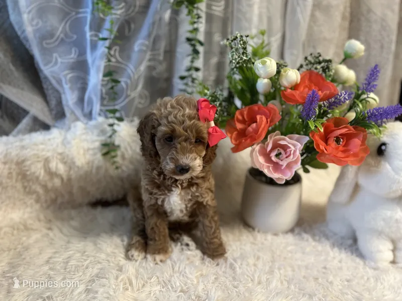 Emma – Goldendoodle, Miniature Goldendoodle puppy for sale in Decatur, TX