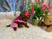 Tammy , a female Goldendoodle and Miniature Goldendoodle for sale in Decatur, TX – 6 of 7