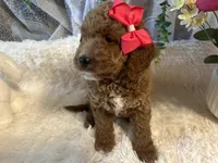 Ginna , a female Goldendoodle and Miniature Goldendoodle for sale in Decatur, TX – 5 of 8