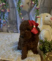 Emely , a female Miniature Goldendoodle for sale in Decatur, TX – 3 of 8