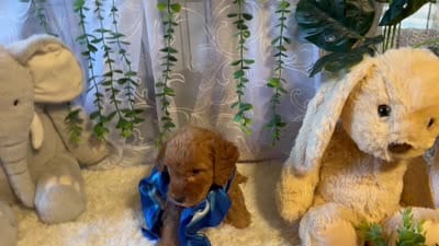 Lio f1b mini, a male Miniature Goldendoodle for sale in Decatur, TX – 3 of 9