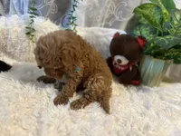 Blue, a male Goldendoodle and Miniature Goldendoodle for sale in Decatur, TX – 4 of 8