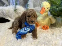 Hammer , a male Goldendoodle and Miniature Goldendoodle for sale in Decatur, TX – 2 of 7