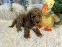 Hammer , a male Goldendoodle and Miniature Goldendoodle for sale in Decatur, TX – 5 of 7