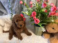 Tammy , a female Goldendoodle and Miniature Goldendoodle for sale in Decatur, TX – 2 of 7
