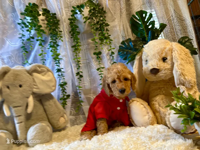Rowwan – Miniature Goldendoodle puppy for sale in Decatur, TX