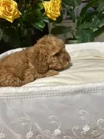 Apricot , a male Miniature Goldendoodle for sale in Decatur, TX – 2 of 10