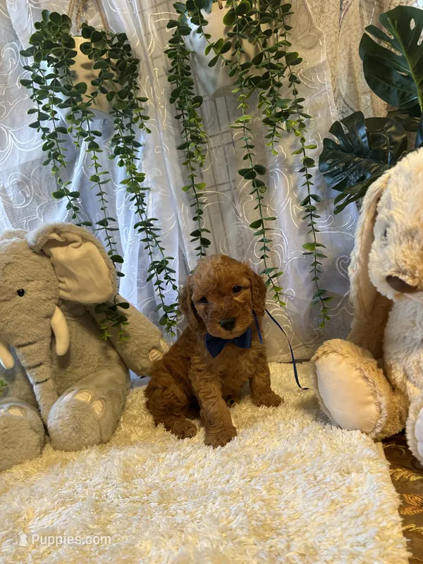 Lio  – Miniature Goldendoodle puppy for sale in Decatur, TX