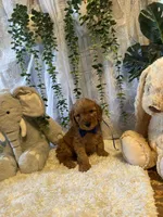 Lio , a male Miniature Goldendoodle for sale in Decatur, TX – 4 of 5