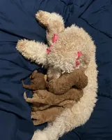 Apricot f1b mini, a male Miniature Goldendoodle for sale in Decatur, TX – 7 of 9
