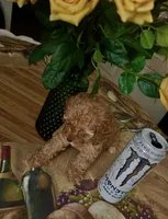 Apricot , a male Miniature Goldendoodle for sale in Decatur, TX – 8 of 10