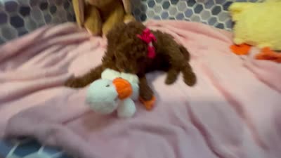 Vanessa , a female Miniature Goldendoodle for sale in Decatur, TX – 4 of 8