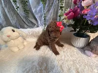 Leila, a female Goldendoodle and Miniature Goldendoodle for sale in Decatur, TX – 5 of 10