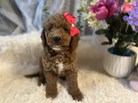 Leila, a female Goldendoodle and Miniature Goldendoodle for sale in Decatur, TX – 2 of 10