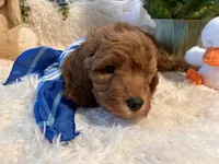 Jack, a male Goldendoodle and Miniature Goldendoodle for sale in Decatur, TX – 10 of 10