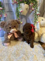 Emely , a female Miniature Goldendoodle for sale in Decatur, TX – 1 of 8