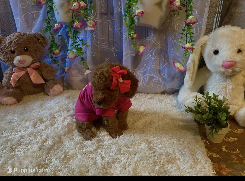 Tammy – Miniature Goldendoodle puppy for sale in Decatur, TX
